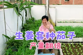 小家庭种菜节约土地，生姜套种茄子产量翻倍。视频封面