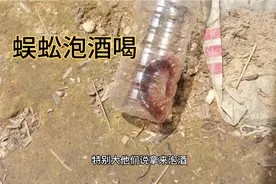 捡到一只蜈蚣，拿来泡酒可以做外用药，也可以喝视频封面