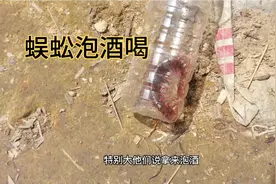 捡到一只蜈蚣，拿来泡酒可以做外用药，也可以喝视频封面