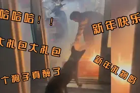 萌宠大放送：狗子把鞭炮叼进屋子里！网友：新年最好的礼物。？视频封面