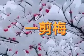 《一剪梅》：不畏风霜雨雪，孤傲地绽放，追求自己的理想信念！视频封面