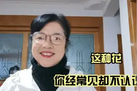 这种花你经常见却不认识它  它的作用令你吃惊视频封面