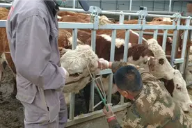 给牛去角你们见过吗，是不是感觉很神奇，快来看看吧视频封面