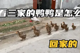 鸭鸭遛弯回家总是依依不舍的分开，看三家的鸭鸭是怎么回家的……视频封面