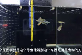 孔雀鱼母鱼吃小鱼苗的原因，如何避免这种情况的发生视频封面
