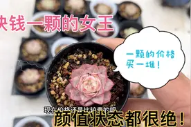 一口气入手了三十二颗当下流行的贵货女王！边线款的简直太爱了！视频封面