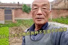 通过观察发现了两种不生虫子的蔬菜，推荐给朋友。视频封面
