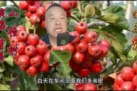 #你记住啊#《山楂树之恋》主题曲#唤起青春回忆#感受纯爱情感视频封面