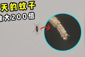 冬天为什么也有蚊子？把它放大200倍一探究竟！视频封面