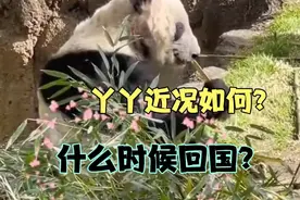 丫丫近况好了很多，修剪了毛发，里面绒毛渐渐长出，期待赶紧回国视频封面