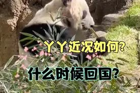 丫丫近况好了很多，修剪了毛发，里面绒毛渐渐长出，期待赶紧回国视频封面