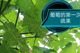 葡萄管理的又一个关键节点——疏果，只要这样做，葡萄大而甜视频封面