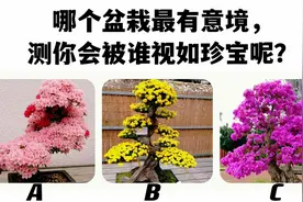 心理测试：你会被谁视若珍宝的守护？视频封面