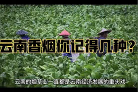 云南各大香烟你记得五种以上就算厉害，满满的都是回忆。视频封面