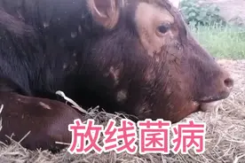 异物扎坏口腔，感染放线菌发病！视频封面