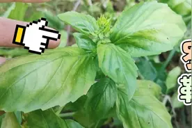 我们很常见的一种植物叫罗勒，它不但能驱蚊虫，还能食用视频封面