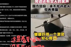 马来海归国宝暖暖被饲养员敲打后续，女主魔性笑声引人深思！视频封面