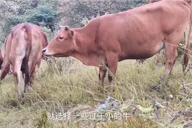 新手养牛如何选择品种，养牛想挣钱选择品种是关键视频封面