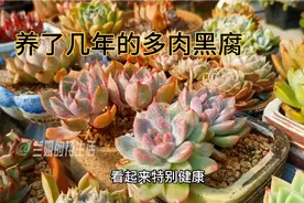 多肉看起来完好，怎么判断根已经坏死，看看这棵就知道了视频封面