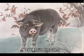 生肖猪一生的财富和弱点，都在这里快来看看吧。视频封面
