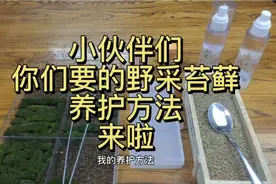 小伙伴们，你们要的野采苔藓养护方法来啦😄视频封面