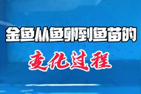 金鱼从鱼卵到鱼苗的变化过程，如何分辨好坏卵，何时开始喂第一顿视频封面