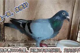 幼鸽参赛800公里，间隔2年多时间归巢，定向忘不了视频封面