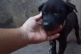 狗出眼屎的病理分析，别动不动就说犬瘟，可能只最简单的热气视频封面