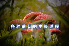 各种蘑菇的生长 太唯美了 奇妙！（全过程）视频封面