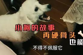 我家小狗狗再硬的骨头也能咬着吃，消化功能刚刚的，不得不佩服视频封面