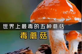 世界上最毒的五种蘑菇，最后一种，90%的死亡率，记住它的样子视频封面