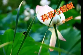 荷花与蜻蜓的故事（一）视频封面