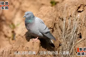 在山里发现一群野鸽子，户外实拍高清视频，这里才是野鸽子聚集地视频封面