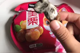 恶心死人，吃发三只松鼠吃出来这么恶心的东西视频封面