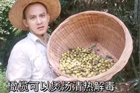 橄榄全身都是宝可以清热解毒，还可以煲排骨汤，可惜很多人不知道视频封面