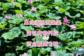 黑龙江热浪滚滚 荷花竞相开放 百鸟振翅飞翔视频封面