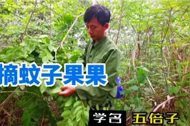 四川农村五倍子认识一下，俗称蚊子果果，镇上收购价一斤三块钱视频封面