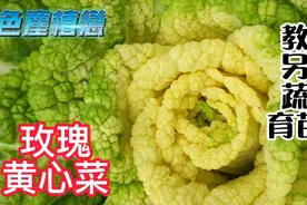 在家盆栽蔬菜没有种苗？教你用蔬菜种子育苗，吃自己种的新鲜蔬菜视频封面