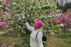 #春日里的城市#石家庄樱花小镇，一路繁花一路欢乐，仿佛回到童年视频封面