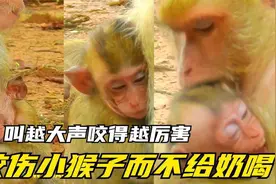 猴妈狠咬了小猴，痛得发出尖叫声，它反抗越大咬得越厉害视频封面
