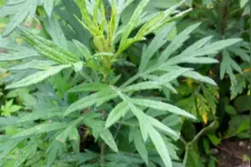 艾叶具有温经散寒止痛止血的作用，可治疗很多疾病视频封面