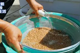 养多肉的各种神操作，买铁丝筛子筛沙子，路边堆积的石头子带回家视频封面