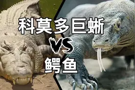 科莫多巨蜥大战鳄鱼，谁才是最强爬行动物？视频封面
