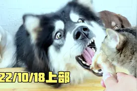 狗狗大壮的调教课视频封面