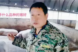 新手想养猪，选什么品种的猪好