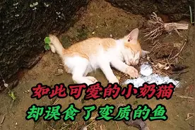 如此可爱的猫咪，却因为吃了一条鱼倒地不起，小家伙实在太可怜了视频封面