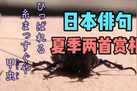 有世界最短的诗之称的日本俳句，夏季两首赏析视频封面