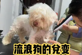 这只流浪狗太聪明，用智慧为自己找到了新家，用爱感动了新主人！视频封面