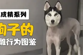 【动物成精系列35】沙雕狗子的行为图鉴视频封面
