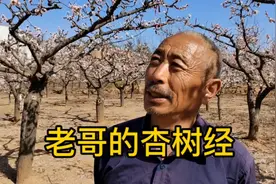 杏树怎样修剪结出来的果又大又好吃？来听听种杏22年老哥的杏树经视频封面